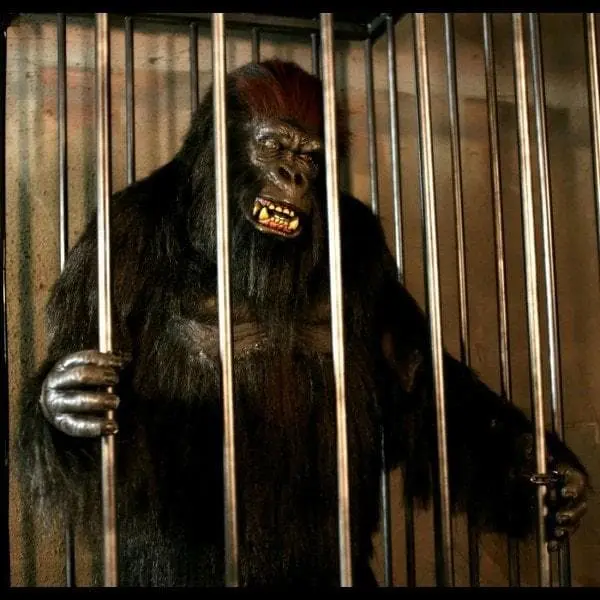 The Horror Dome "Gorilla In A Cage" Professional Halloween Animatronic 5 The Horror Dome "Gorilla In A Cage" Professional Halloween Animatronic - Image 3