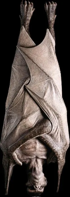 Distortions "Hanging Vampire" Monster Halloween Prop