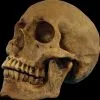 Morris "Hard Resin Human Skull - Movable Jaw" Halloween Prop -Costume Types Shop hard resin human skull movable jaw halloween prop 14320492544048