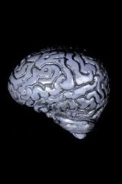 Morris "Human Brain" Haunted House Prop
