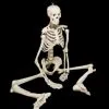 Skeletons And More "Human Skeleton" Movie Quality Halloween Prop -Costume Types Shop human skeleton movie quality halloween prop 28759832330288