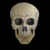 Morris "Human Skull" Life Size Halloween Prop -Costume Types Shop human skull life size halloween prop 14325686337584