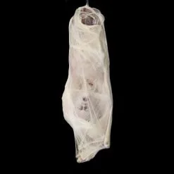 Distortions "Spider Bites" Static Halloween Prop