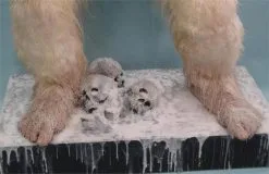 Rubies "Yeti" Custom Full-Sized Statue Halloween Prop -Costume Types Shop yeti custom full sized statue halloween prop 8671848577